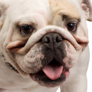 Engelsk Bulldog Engelsk Bulldog