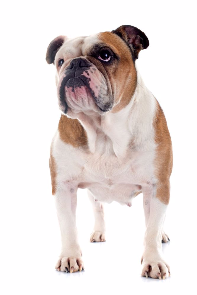 main Engelsk Bulldog Po