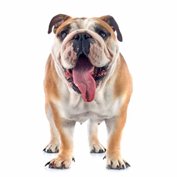 Engelsk Bulldog Glad (1) Engelsk Bulldog Glad (1)