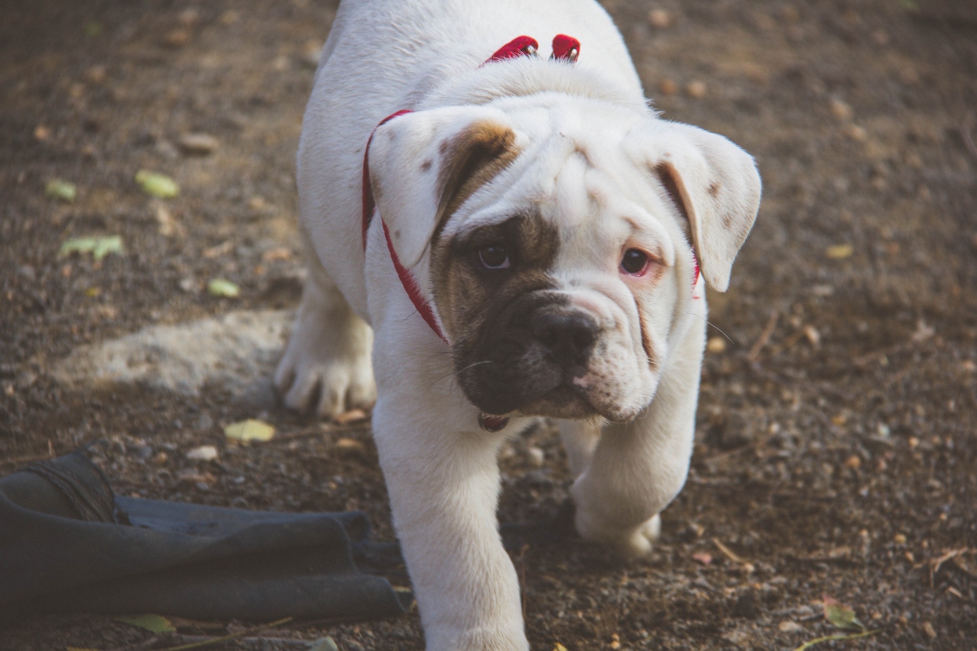 Plej Racen Engelsk Bulldog