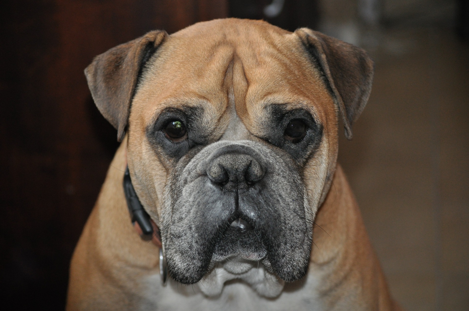Køb Engelsk Bulldog