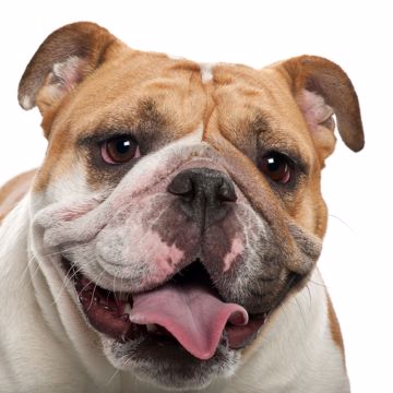 Engelsk Bulldog Glad2