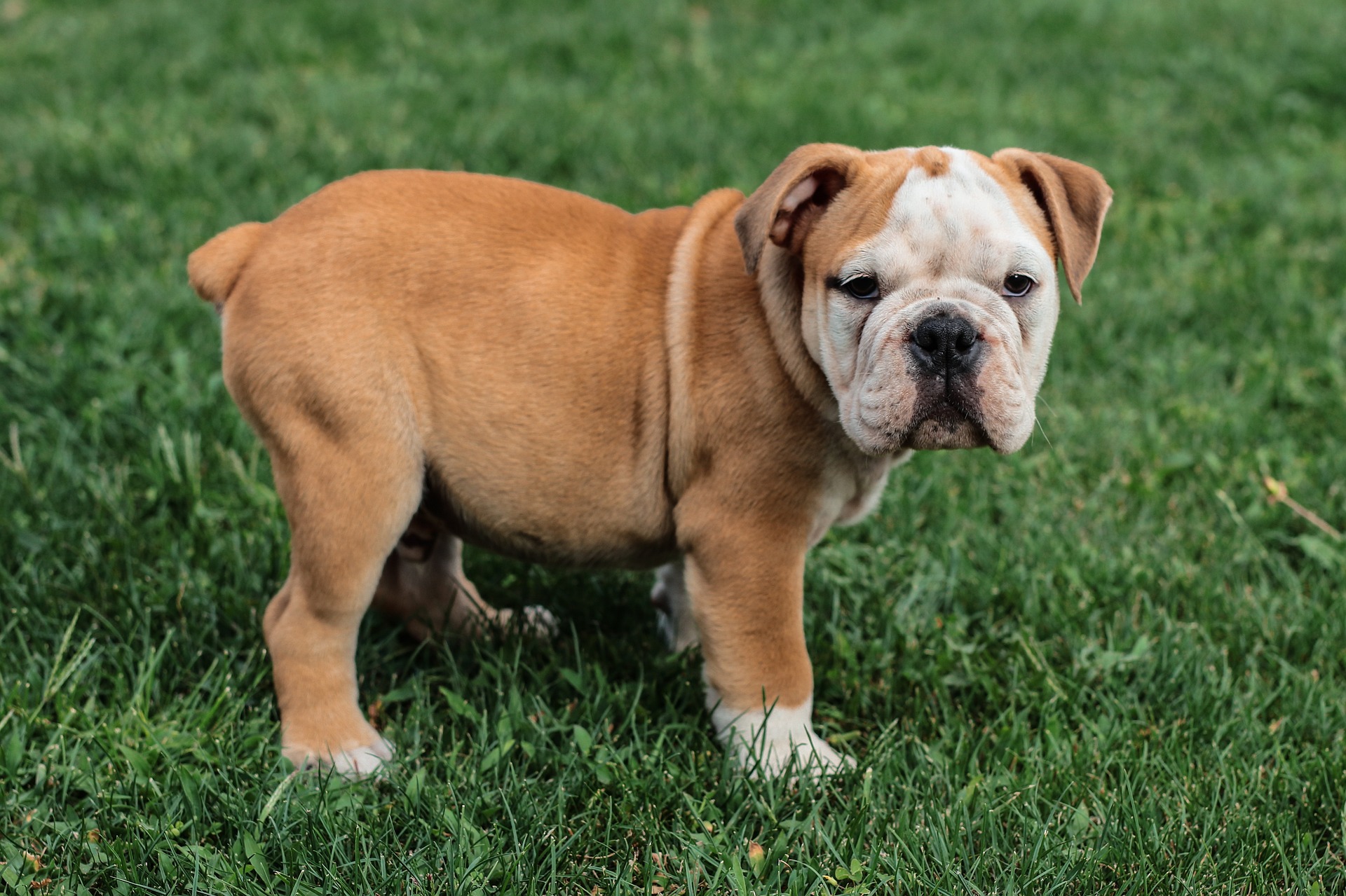 Find English Bulldog