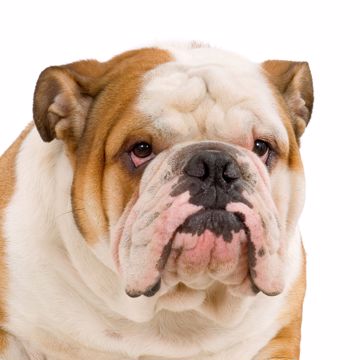 Engelsk Bulldog Staedig Engelsk Bulldog Staedig