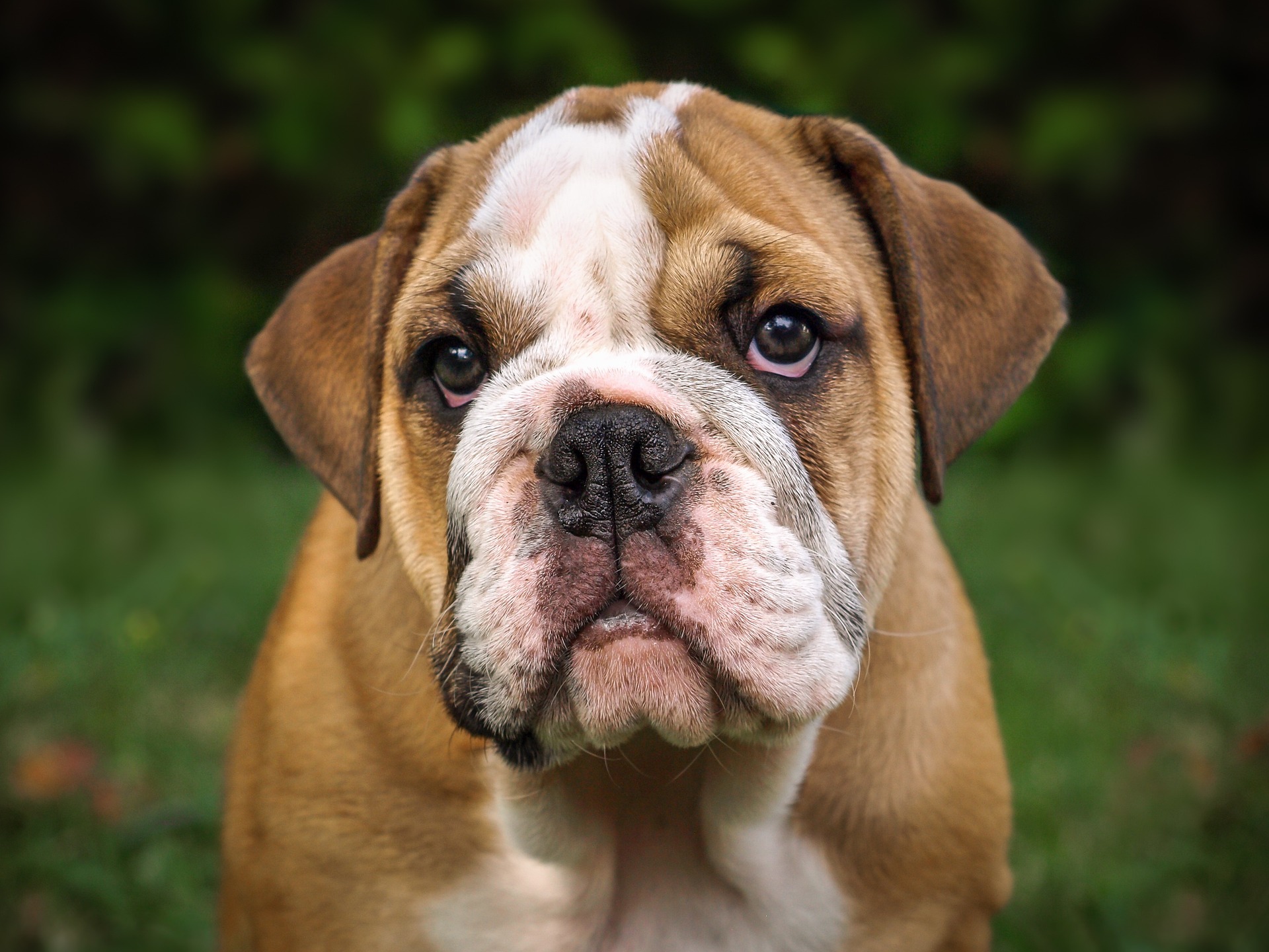 Engelsk Bulldog Sygedomme