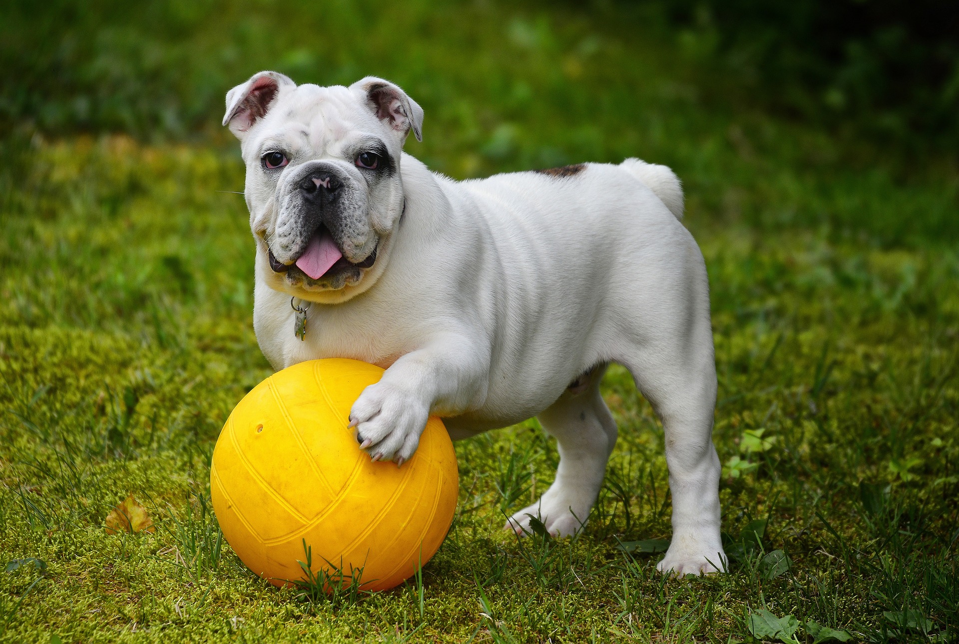 Motion Engelsk Bulldog