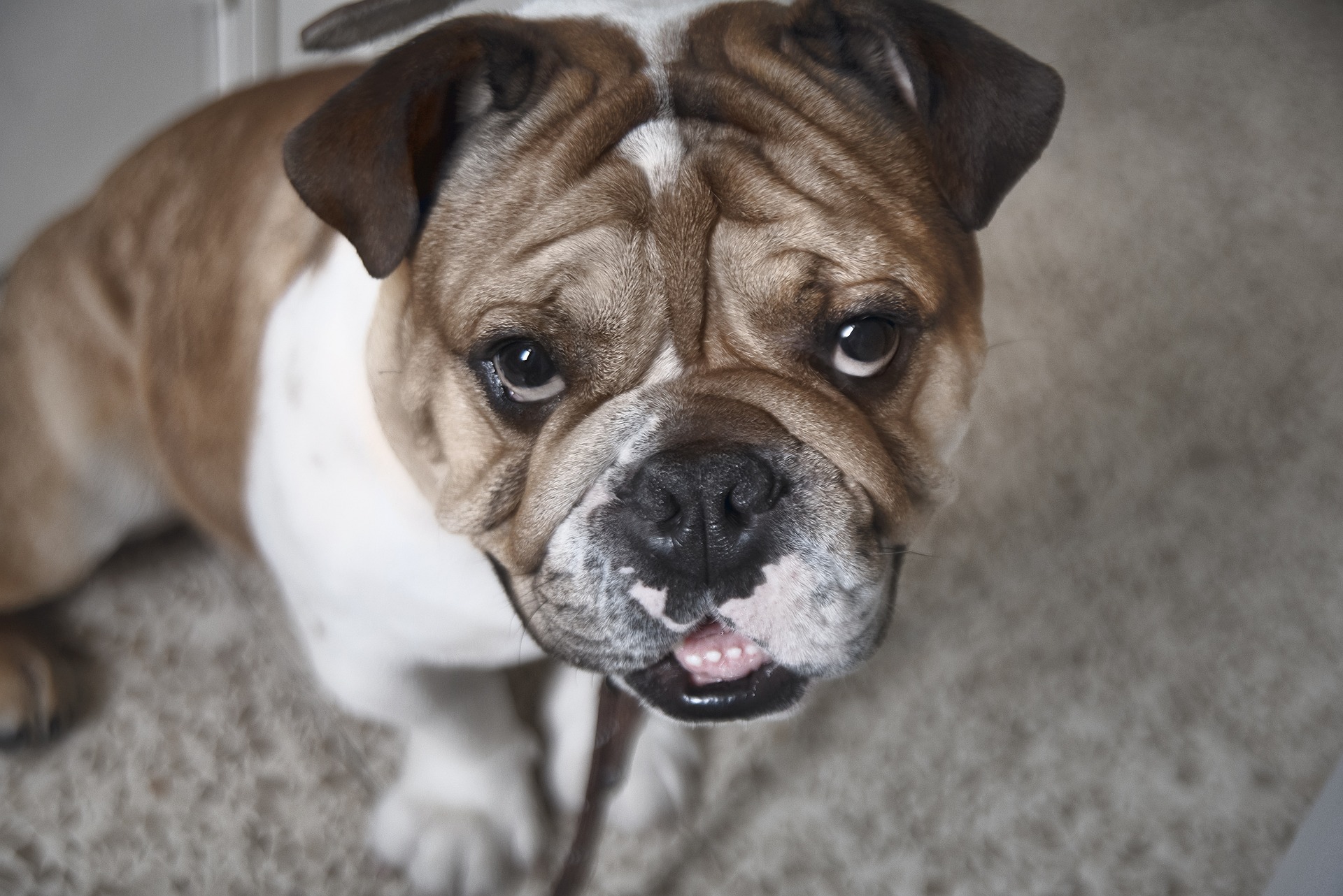 Opdrag Engelsk Bulldog