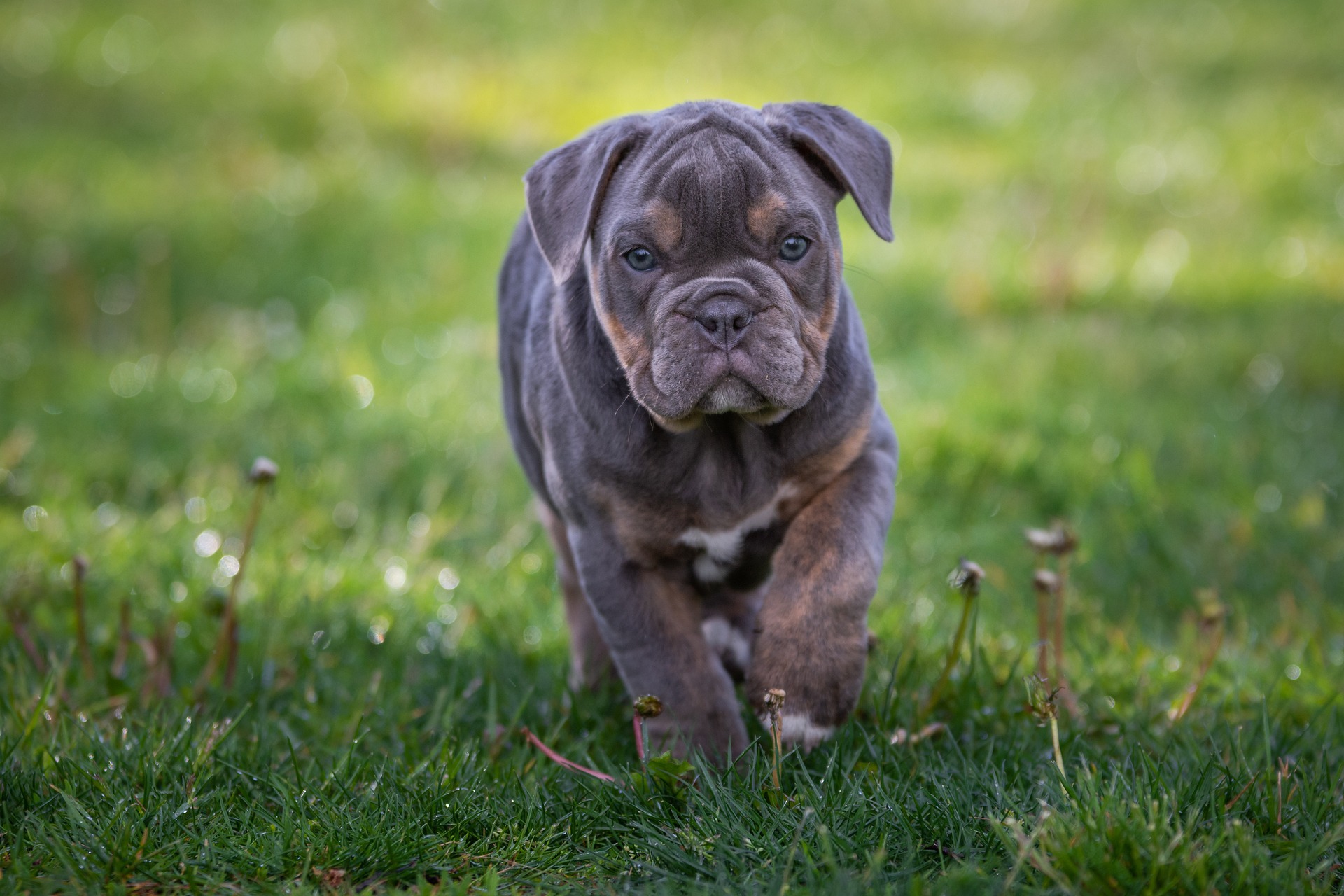 Pleje Af Engelsk Bulldog