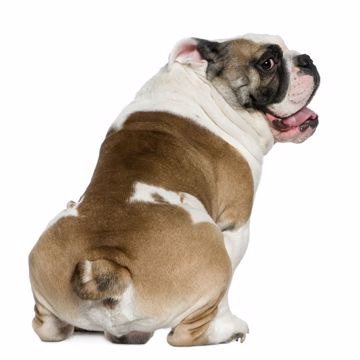 Engelsk Bulldog Sit Engelsk Bulldog Sit