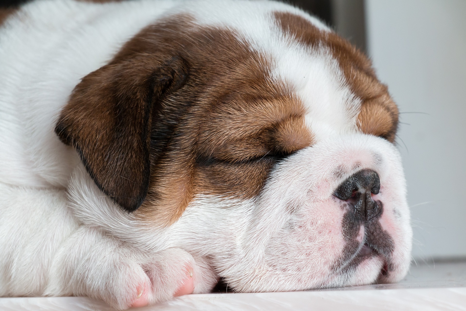 Sygedomme Ved Engelsk Bulldog