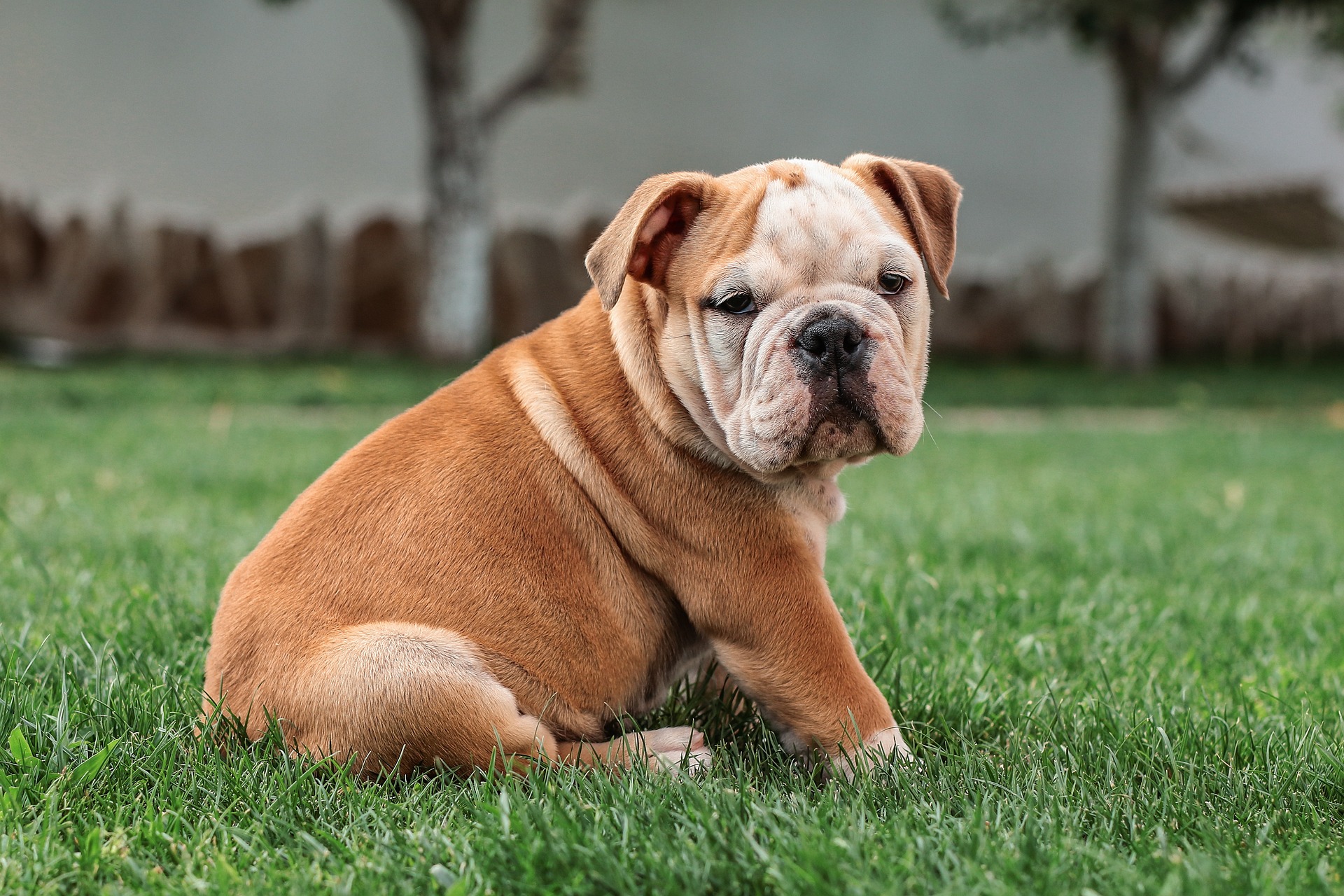 Anskaf Engelsk Bulldog